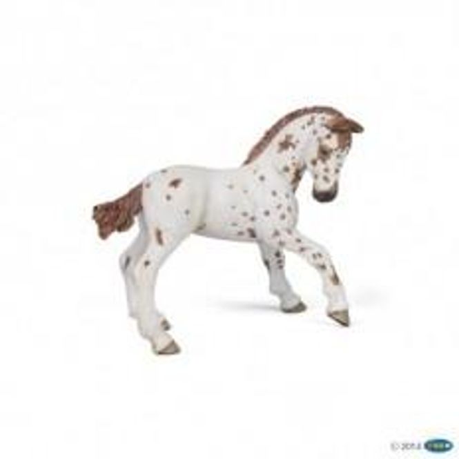 Hovedbilde Appaloosa Føll